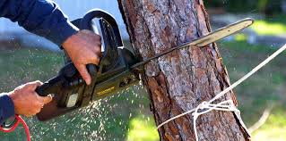 Best Tree Cabling and Bracing  in Happy Valley, OR