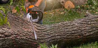 Best Emergency Tree Removal  in Happy Valley, OR