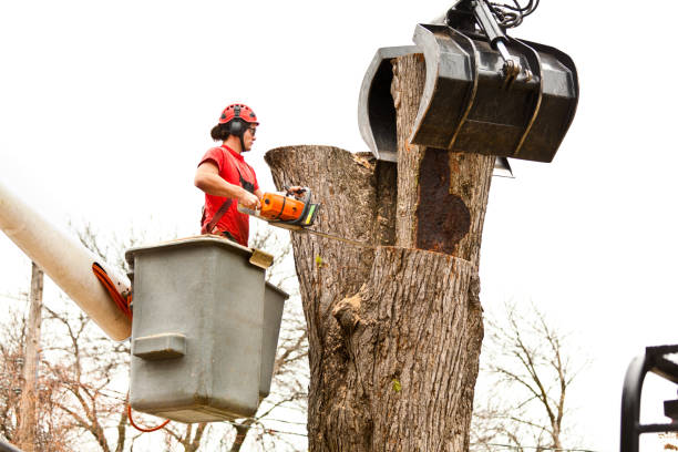 Best Utility Line Clearance  in Happy Valley, OR